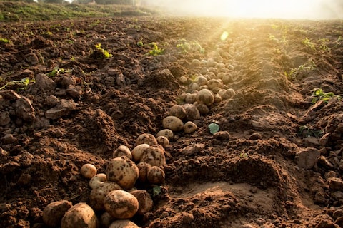 Take a Tour of the Potato Farms